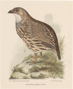 Kuropatwa (francolinus jugularis) autorstwa Theo van Hoytema