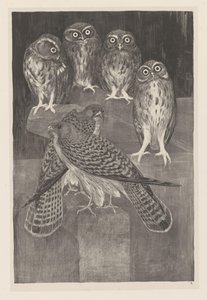 Cztery małe sowy i dwie pustułki Animal Studies (oryginalny tytuł serii) autorstwa Theo van Hoytema