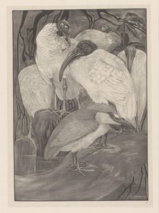 Pięć ibisów i ślepowron Animal Studies (oryginalny tytuł serii) autorstwa Theo van Hoytema