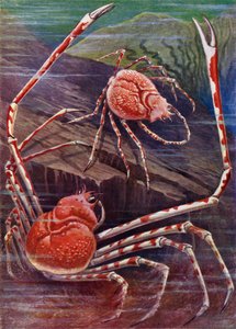 Wielki Krab Japonii