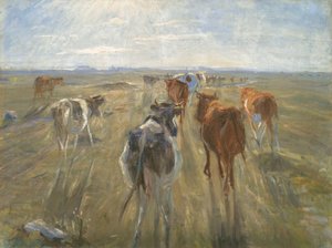 Długie cienie. Bydło na wyspie Saltholm
