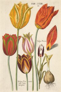 Tulipany. Z nowego Florilegium, czyli Variorum i Większość promieni kwiatów i roślin, wyd. 1612 (ręcznie kolorowane grawerowanie)