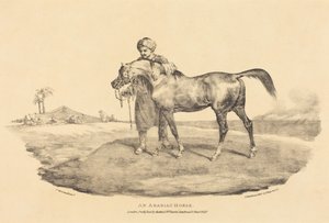 Koń arabski autorstwa Theodore Gericault