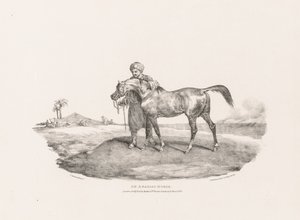 Różne motywy z natury i na kamieniu:  Koń arabski autorstwa Theodore Gericault