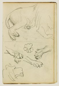 Różne badania lwich nóg, łap i głowy autorstwa Theodore Gericault