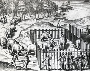 Polowanie na słonie w królestwie Pegu, obecnie Myanmar, Theodor de Bry (1528-1598), grawerowanie autorstwa Theodore de Bry