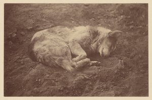 [Sleeping Dog] autorstwa Théodule Devéria