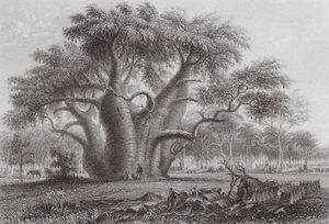 Australia: Drzewo Boadab (rycina) autorstwa Thomas (after) Baines