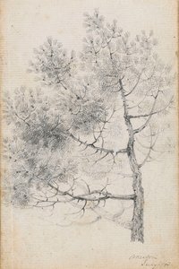 Studium sosny w Merton (recto) autorstwa Thomas Baxter