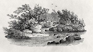 Zakole w rzece, z „Ptaków wodnych”, wydana w 1804 r. (drewno)