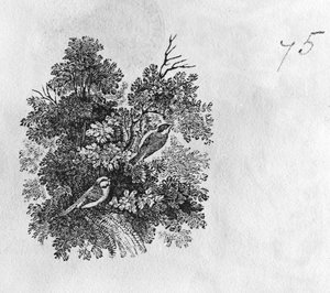 Sikora modra (Parus caeruleus) i sikora bogatka (Parus major) z "History of British Birds" tom I, wyd. 1797 (drzeworyt)