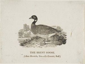 Gęś Brent autorstwa Thomas Bewick