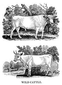 Brytyjskie bydło dzikie lub parkowe, 1790 autorstwa Thomas Bewick