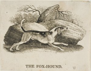 Fox Hound autorstwa Thomas Bewick