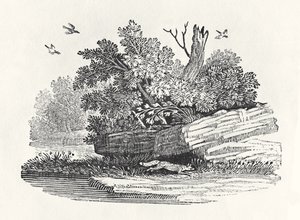 Uciekający lis, z „Ogólnej historii czworonogów”, wydana w 1790 r. (drewno)