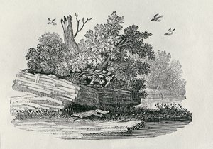 Uciekający lis, z "Historii ogólnej czworonogów", wydanej w 1790 r. (drzeworyt) autorstwa Thomas Bewick