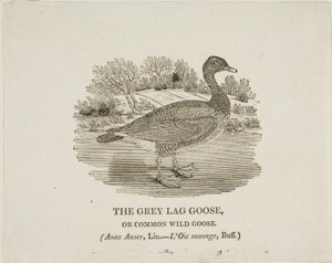 Grey Lag Goose autorstwa Thomas Bewick