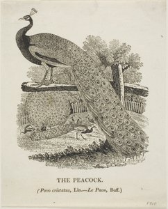 Paw autorstwa Thomas Bewick
