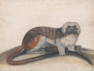 Studium dla „The Pinche or Red Tailed Monkey” (dawniej Cottenhead Marmozeta)