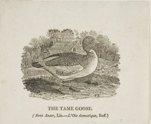 Oswojona gęś autorstwa Thomas Bewick