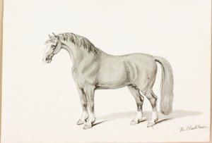 Czarny koń (tusz na papierze) autorstwa Thomas Bewick