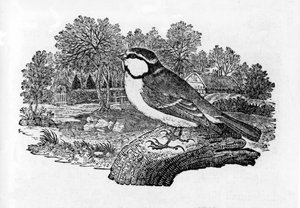 Sikora niebieska, ilustracja z „Historii ptaków brytyjskich” Thomasa Bewicka, opublikowana po raz pierwszy w 1797 r. autorstwa Thomas Bewick