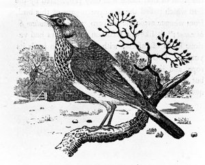 The Fieldfare, ilustracja z „Historii ptaków brytyjskich” Thomasa Bewicka, wydana po raz pierwszy w 1797 r. (drzewryt)