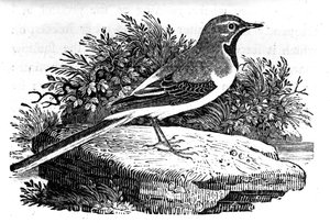 Pliszka szara, ilustracja z „Historii ptaków brytyjskich” Thomasa Bewicka, opublikowana po raz pierwszy w 1797 r.