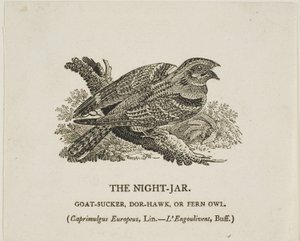 Nocny słoik autorstwa Thomas Bewick