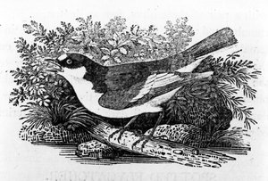 Muchołówka żałobna, ilustracja z „Historii ptaków brytyjskich” Thomasa Bewicka, opublikowana po raz pierwszy w 1797 r.