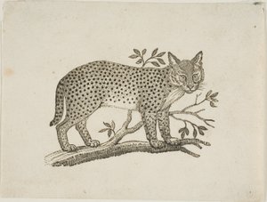 Serwal autorstwa Thomas Bewick