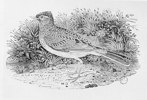 Skowronek (Alauda arvensis) z tomu I „Historii ptaków brytyjskich”, wyd. 1797 (drewno grawerowane) autorstwa Thomas Bewick