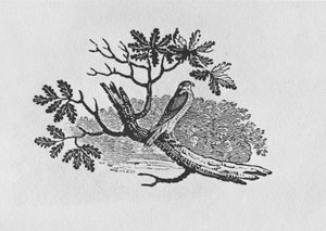 Krogulec (Accipiter nisus) z tomu I „Historii ptaków brytyjskich”, wyd. 1797 (drewno grawerowane) autorstwa Thomas Bewick