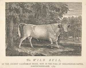 Dziki byk starożytnej rasy kaledońskiej, teraz w parku, w Chillingham-Castle, Northumberland.