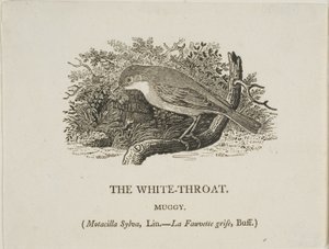 Białe gardło (ptak) autorstwa Thomas Bewick