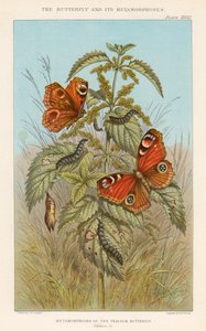 Metamorfozy pawich motyli, 1888