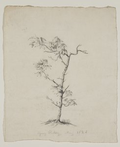 Young Hickory autorstwa Thomas Cole