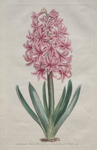 Wystawiony magazyn botaniczny lub ogród kwiatowy: Hiacynt ogrodowy autorstwa Thomas Curtis