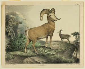 Argali autorstwa Thomas Doughty