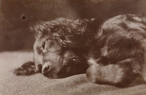 Boyce, portret psa rasy seter autorstwa Thomas Eakins