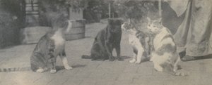 Cztery koty, ca. 1895. autorstwa Thomas Eakins