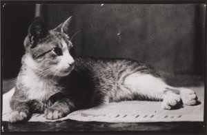 Kot pani Thomas Eakins autorstwa Thomas Eakins