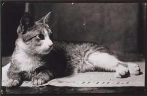 Kot pani Thomas Eakins, ok. 1930 r. 1880-1890. autorstwa Thomas Eakins