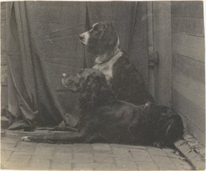 [Pies Thomasa Eakinsa Harry i inny seter], 1880., 1880. autorstwa Thomas Eakins