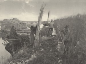 Podczas zbiorów trzciny w 1886 r. (zdjęcie)
