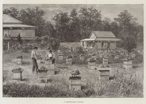 Pasieka Queensland autorstwa Thomas Harrington Wilson