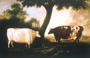 Dwa bydło krótkorogie autorstwa Thomas Harrington Wilson