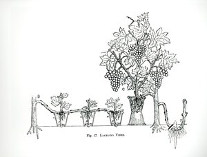 Warstwy winorośli, z „The Art and Craft of Garden Making” Thomasa Mawsona, opublikowane w 1900 r. (Grawerowanie) (zdjęcie czarno-białe) autorstwa Thomas Hayton Mawson