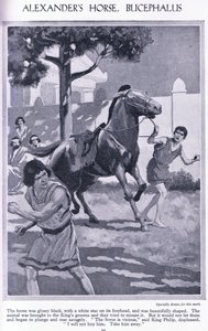 Koń Aleksandra, Bucephalus: koń był lśniąco czarny z białą gwiazdą na czole, ok. 1950 r. (litografia) autorstwa Thomas Heath Robinson