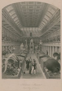 Hunterian Museum, Royal College of Surgeons, Londyn autorstwa Thomas Hosmer Shepherd